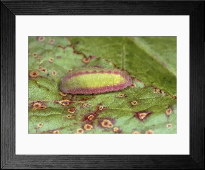Framed Print : Small Copper Butterfly - larvae Framed Print : Small Copper Butterfly - larvae