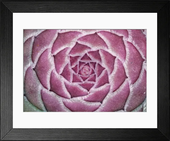 Framed Print : Aeonium tabuliforme - Tenerife Flora, endemic Framed Print : Aeonium tabuliforme - Tenerife Flora, endemic