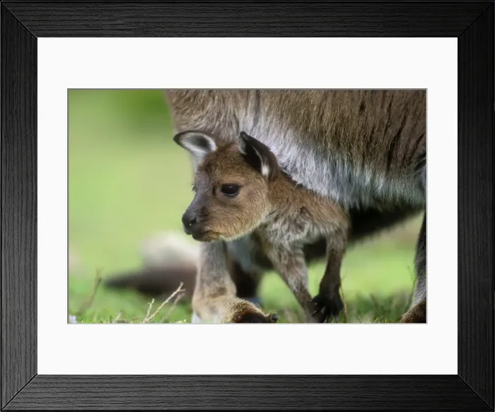 Framed Print : Western Grey Kangaroo Kangaroo Island Subspecies, Flinders Chase National Park, South Australia Framed Print : Western Grey Kangaroo Kangaroo Island Subspecies, Flinders Chase National Park, South Australia