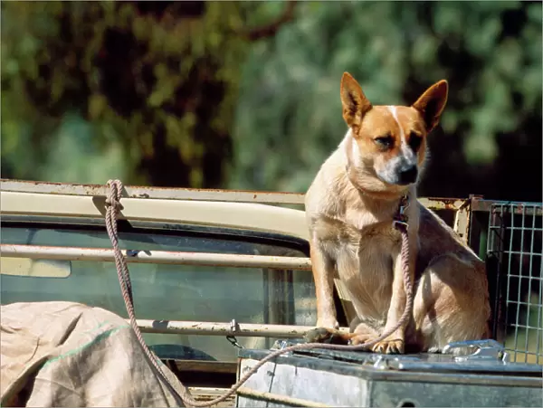 Australian Red Cattle Dog - working Dog on back of truck