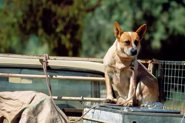 Australian Red Cattle Dog - working Dog on back of truck