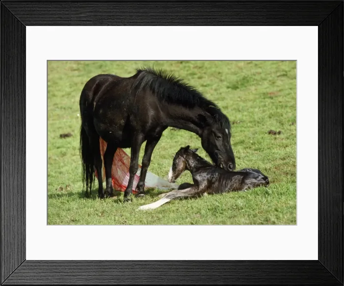 Framed Print : Pottok Horse - Mare & New Born Foal France