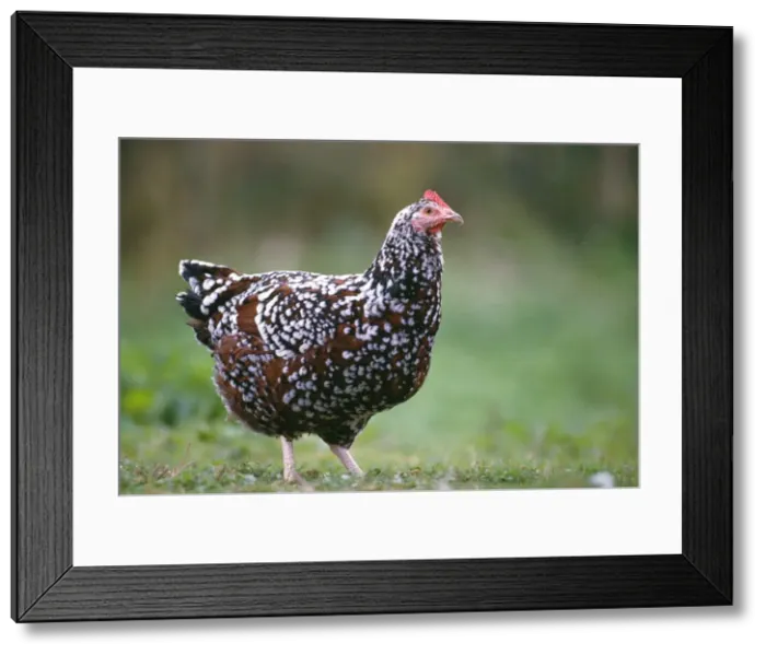 Framed Print : Sussex Tricolore Chicken - Hen Framed Print : Sussex Tricolore Chicken - Hen