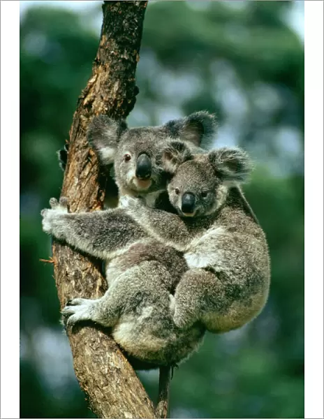 Koala With Baby