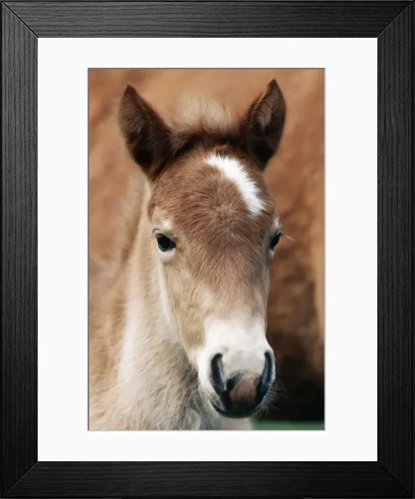 Framed Print : Halflinger Horse Foal, Austria Framed Print : Halflinger Horse Foal, Austria