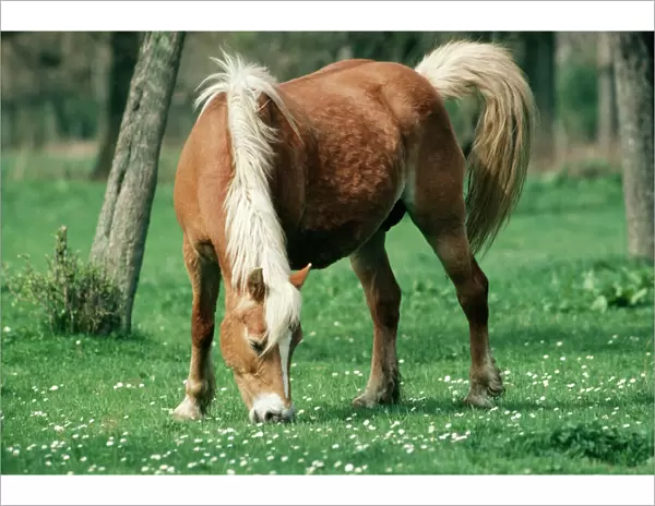 Haflinger Horse Pony, Mare, Austria