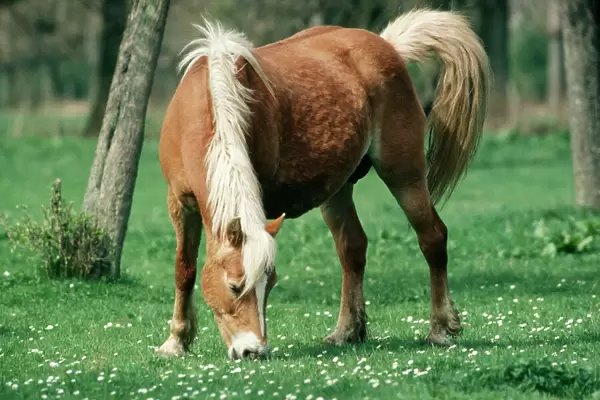 Haflinger Horse Pony, Mare, Austria