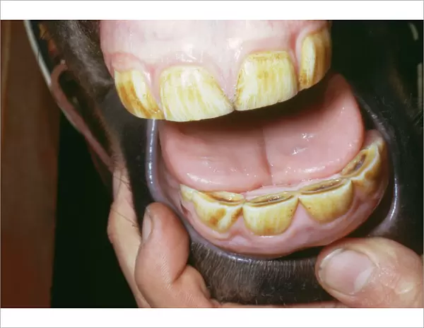 Horse - yearling's teeth
