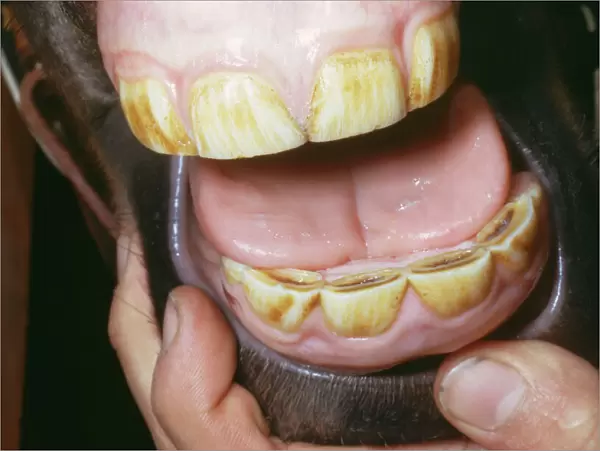 Horse - yearling's teeth
