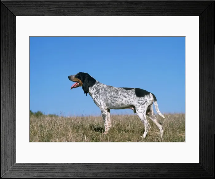 Framed Print : Grand Bleu de Gascogne / Blue Gascony Hound Dog Framed Print : Grand Bleu de Gascogne / Blue Gascony Hound Dog