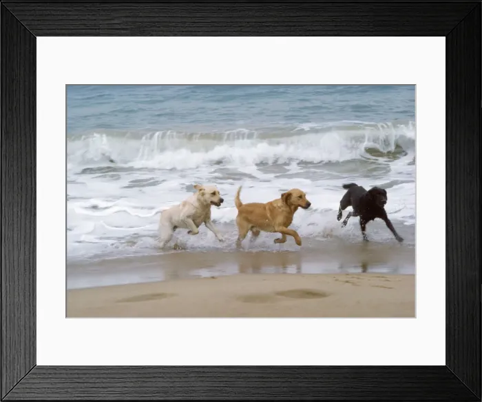 Framed Print : Labrador Dog - x3 on beach Framed Print : Labrador Dog - x3 on beach