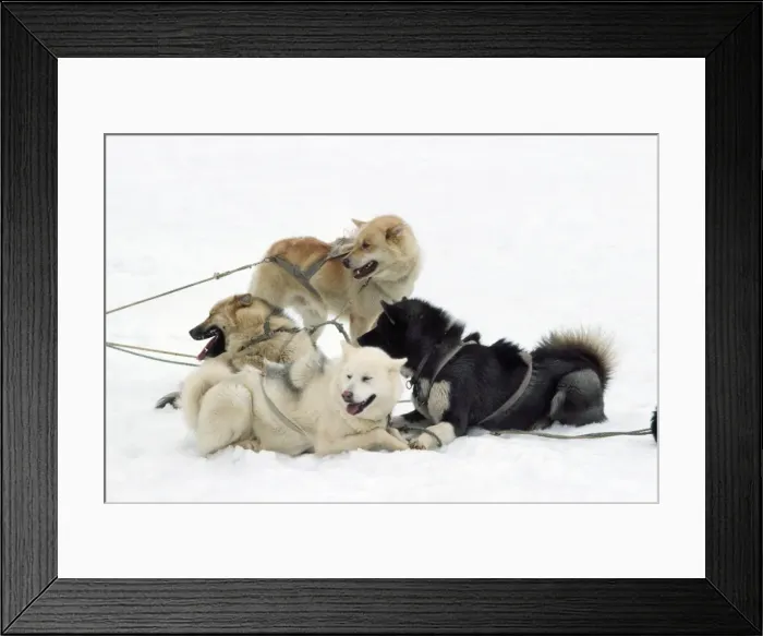Framed Print : Husky Dog - in sledge race Greenland Framed Print : Husky Dog - in sledge race Greenland