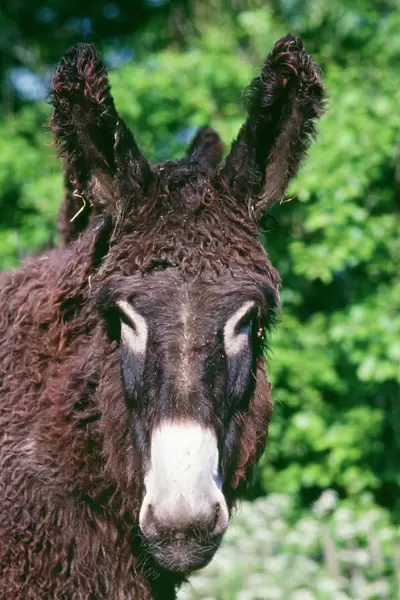 Donkey - Poitou breed France
