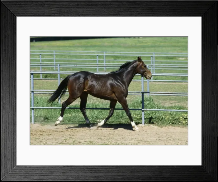 Framed Print : Horse - Troting Framed Print : Horse - Troting
