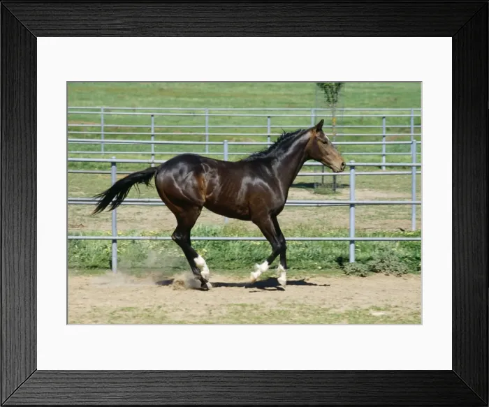 Framed Print : Horse - gallop pace Framed Print : Horse - gallop pace