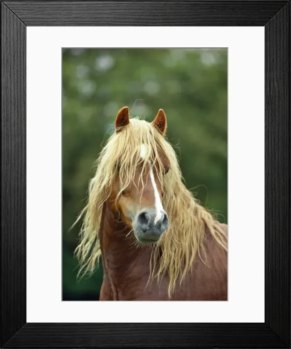 Framed Print : HORSE - Welsh Mountain Pony Stallion - type A Framed Print : HORSE - Welsh Mountain Pony Stallion - type A