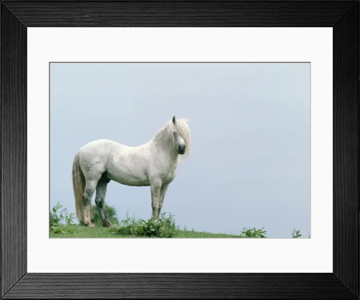 Framed Print : Horse Connernara Pony, Stallion Framed Print : Horse Connernara Pony, Stallion
