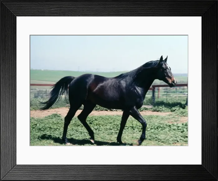 Framed Print : Horse - thoroughbred stallion, walking Framed Print : Horse - thoroughbred stallion, walking