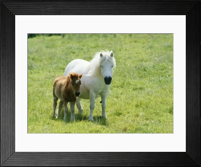 Framed Print : Shetland Pony Pony & foal Framed Print : Shetland Pony Pony & foal