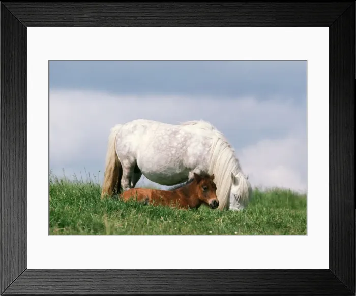 Framed Print : Shetland Pony - mare & foal in field Framed Print : Shetland Pony - mare & foal in field