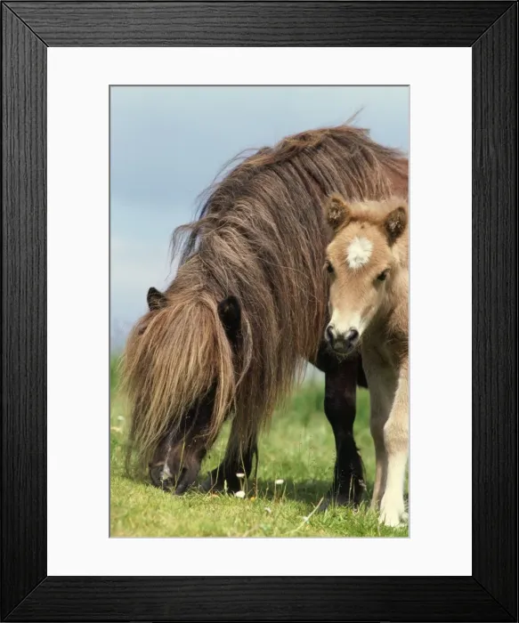 Framed Print : Shetland Pony - mare & foal in fieldwith flowers Framed Print : Shetland Pony - mare & foal in fieldwith flowers