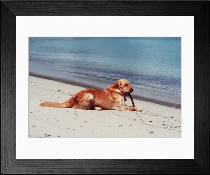 Framed Print : Labrador On beach Framed Print : Labrador On beach