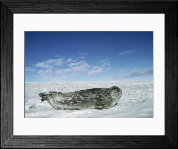 Framed Print : Weddell Seal Mac Murdo Sound, Antarctica Framed Print : Weddell Seal Mac Murdo Sound, Antarctica