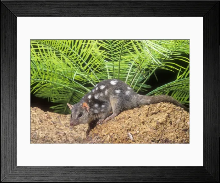 Framed Print : Northern Dasyurus Fam:Dasyuridae North Australia Framed Print : Northern Dasyurus Fam:Dasyuridae North Australia