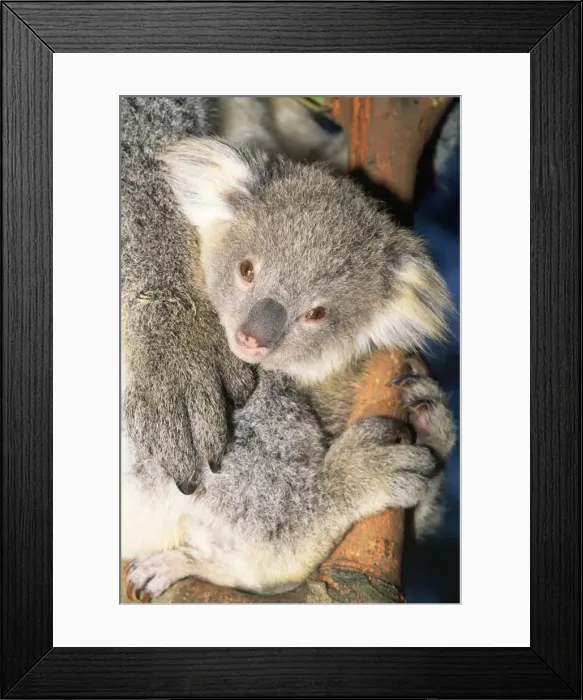 Framed Print : Koala - young Framed Print : Koala - young
