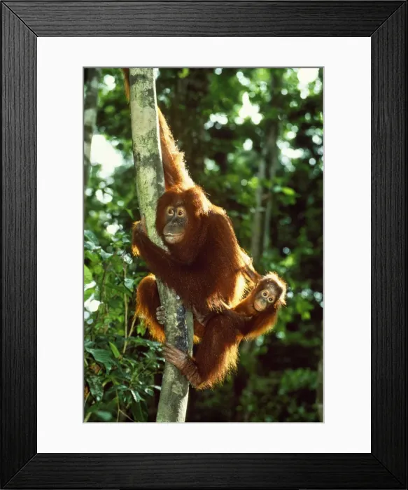 Framed Print : Orang-utan - mother & baby Sabah Borneo Framed Print : Orang-utan - mother & baby Sabah Borneo