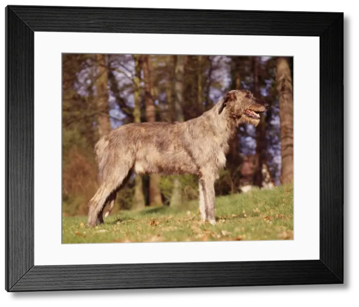 Framed Print : Irish Wolfhound Framed Print : Irish Wolfhound