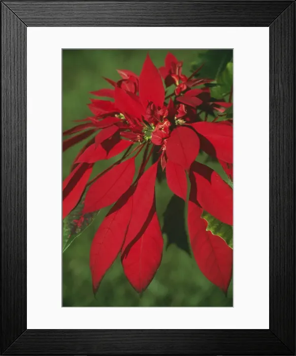 Framed Print : Poinsettia Framed Print : Poinsettia