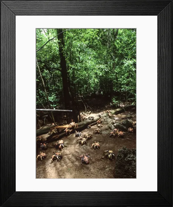 Framed Print : Robber Crabs / Coconut Crabs Christmas Island, Indian Ocean (Australia) Framed Print : Robber Crabs / Coconut Crabs Christmas Island, Indian Ocean (Australia)
