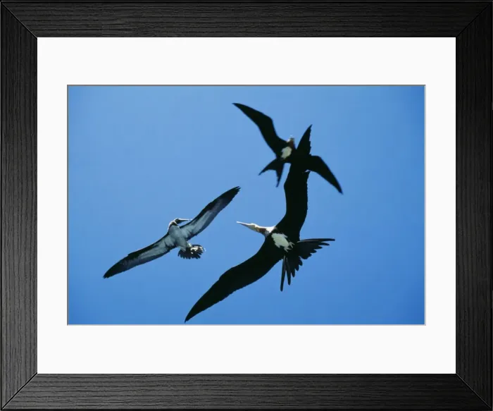 Framed Print : Christmas Island Frigtebird Attacking Brown Booby (Sula leucogaster) Christmas Island, Indian Ocean Framed Print : Christmas Island Frigtebird Attacking Brown Booby (Sula leucogaster) Christmas Island, Indian Ocean