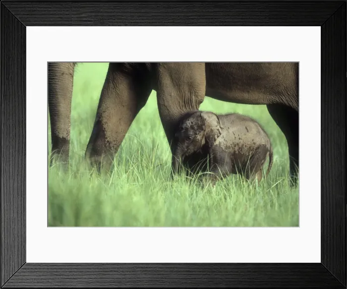 Framed Print : Indian Elephant Young walking by adult Corbett National Park, India Framed Print : Indian Elephant Young walking by adult Corbett National Park, India