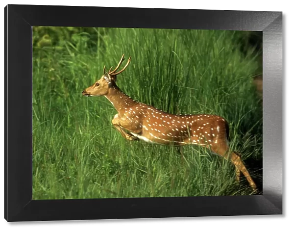 Chital Spotted  /  Axis Deer Leaping through grass Corbett National Park, India