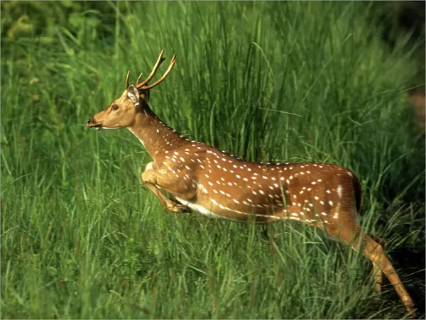 Chital Spotted  /  Axis Deer Leaping through grass Corbett National Park, India