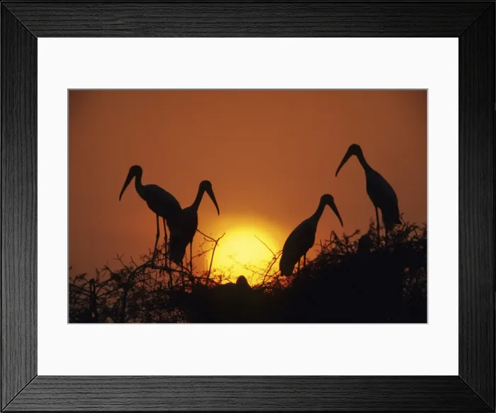 Framed Print : Painted Storks - at nest at sunset Keoladeo National Park, India Framed Print : Painted Storks - at nest at sunset Keoladeo National Park, India