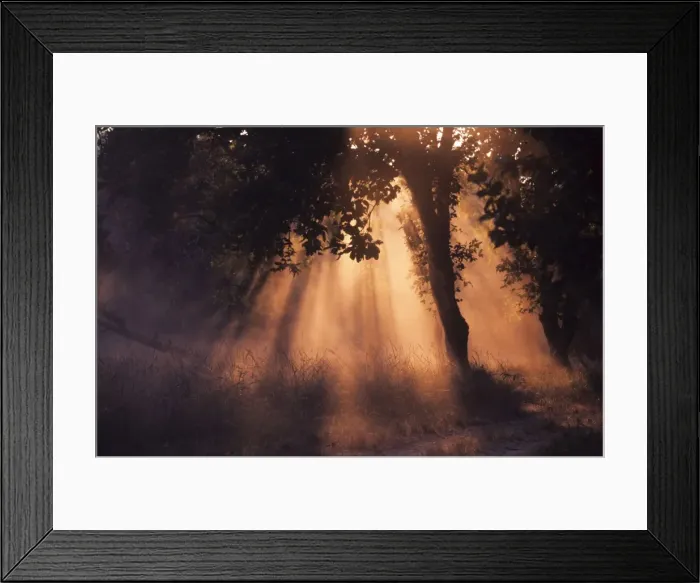 Framed Print : Winter sun - breaking through the sal forest, Kanha National Park, India Framed Print : Winter sun - breaking through the sal forest, Kanha National Park, India