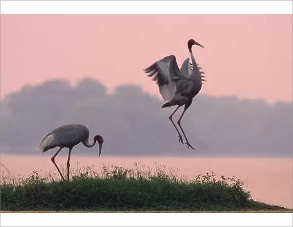 Indian Sarus Crane dancing at dusk. Keoladeo National Park India