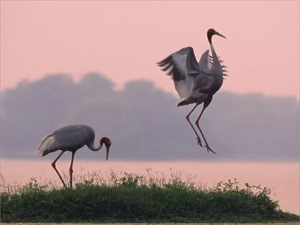 Indian Sarus Crane dancing at dusk. Keoladeo National Park India