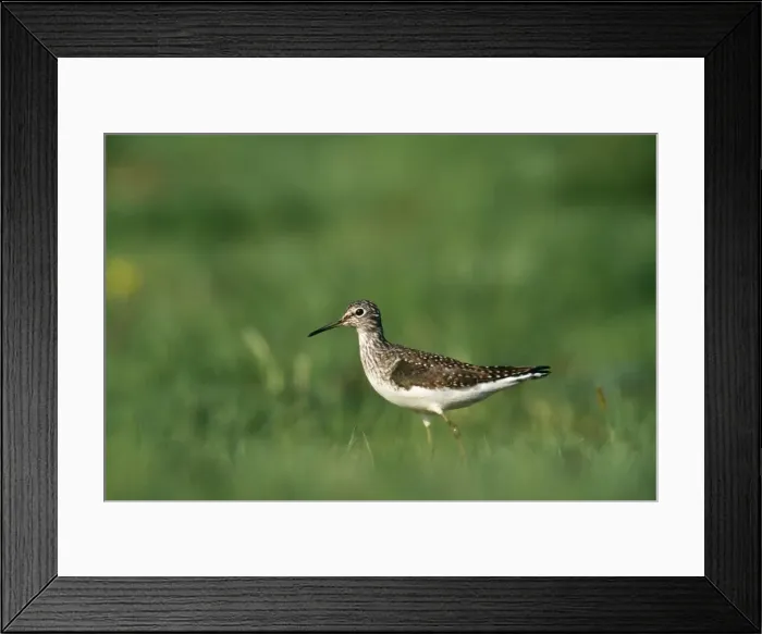 Framed Print : Solitary Sandpiper Framed Print : Solitary Sandpiper