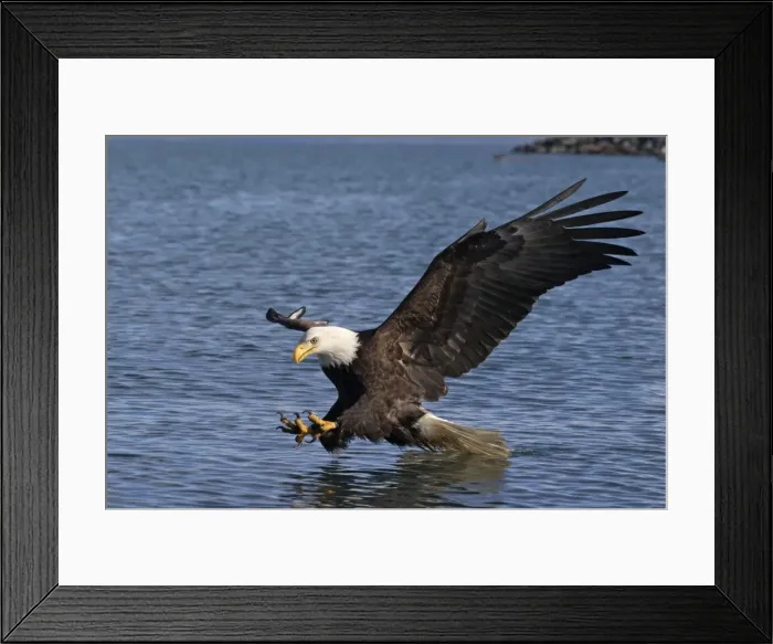 Framed Print : Adult Bald Eagle - fishing the waters of Homer Alaska