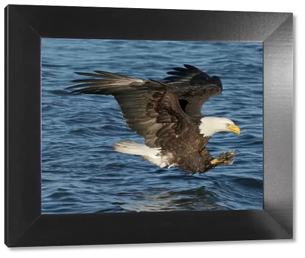 Adult Bald Eagle - fishing the waters of Homer Alaska
