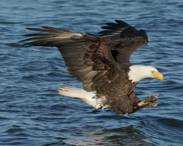 Adult Bald Eagle - fishing the waters of Homer Alaska