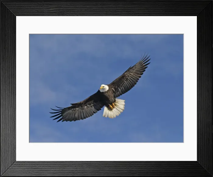 Framed Print : Adult Bald Eagle in flight. Homer Alaska Framed Print : Adult Bald Eagle in flight. Homer Alaska