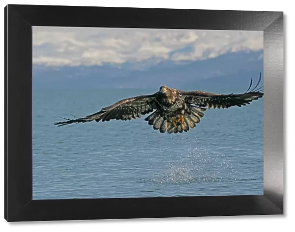 Bald Eagle - Immature in flight. Homer Alaska