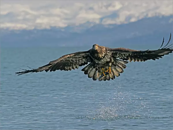 Bald Eagle - Immature in flight. Homer Alaska