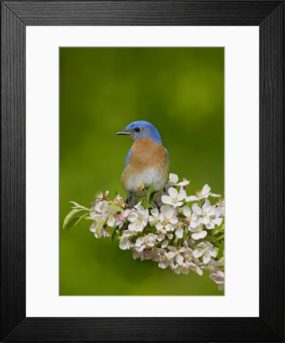 Framed Print : Eastern Bluebird - male