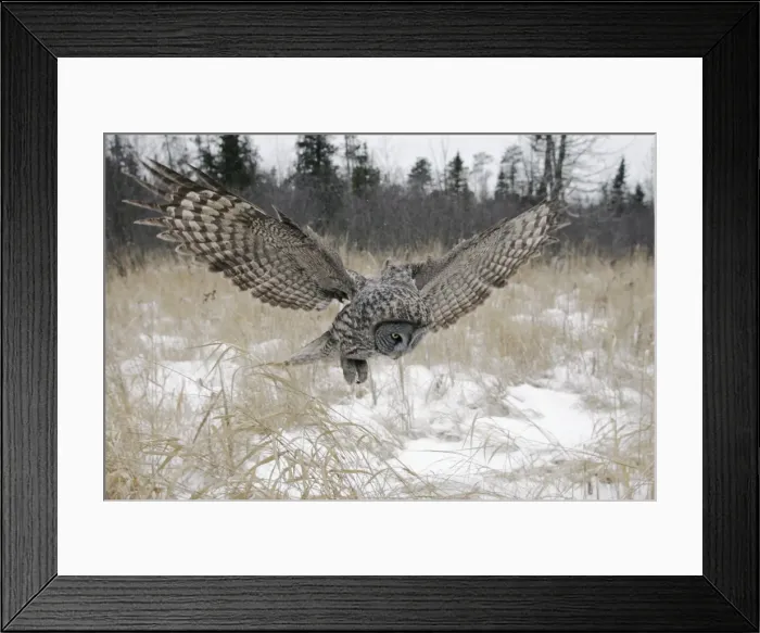 Framed Print : Great Gray Owl - Standing 27 in tall with a wingspan of 52 inches this is our longest owl. When vole populations crash in the boreal forests where they nest they often move south in search of food Framed Print : Great Gray Owl - Standing 27 in tall with a wingspan of 52 inches this is our longest owl. When vole populations crash in the boreal forests where they nest they often move south in search of food